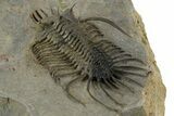 Alien-Looking Quadrops Trilobite - Huge, Top-Quality Example #350477-5